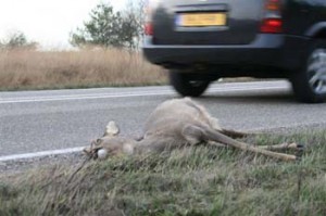 Na een aanrijding met een ree bel de politie 0900 8844